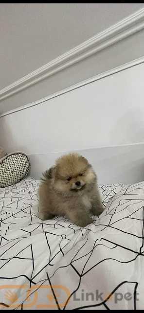 1672177743