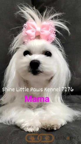 1685696852