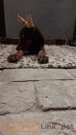 1689945473