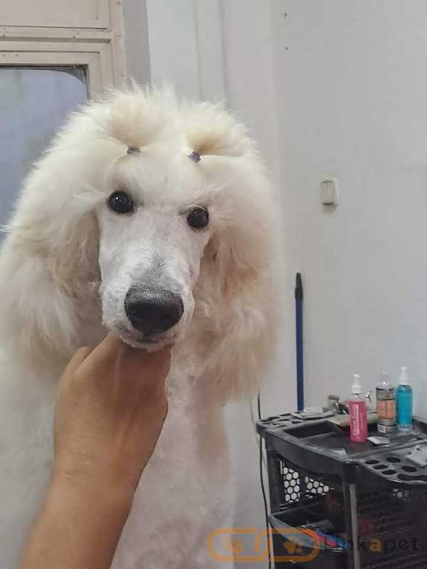 1695935275