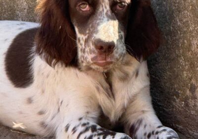 b4e689062a9adf4db119b312488a73c9-4