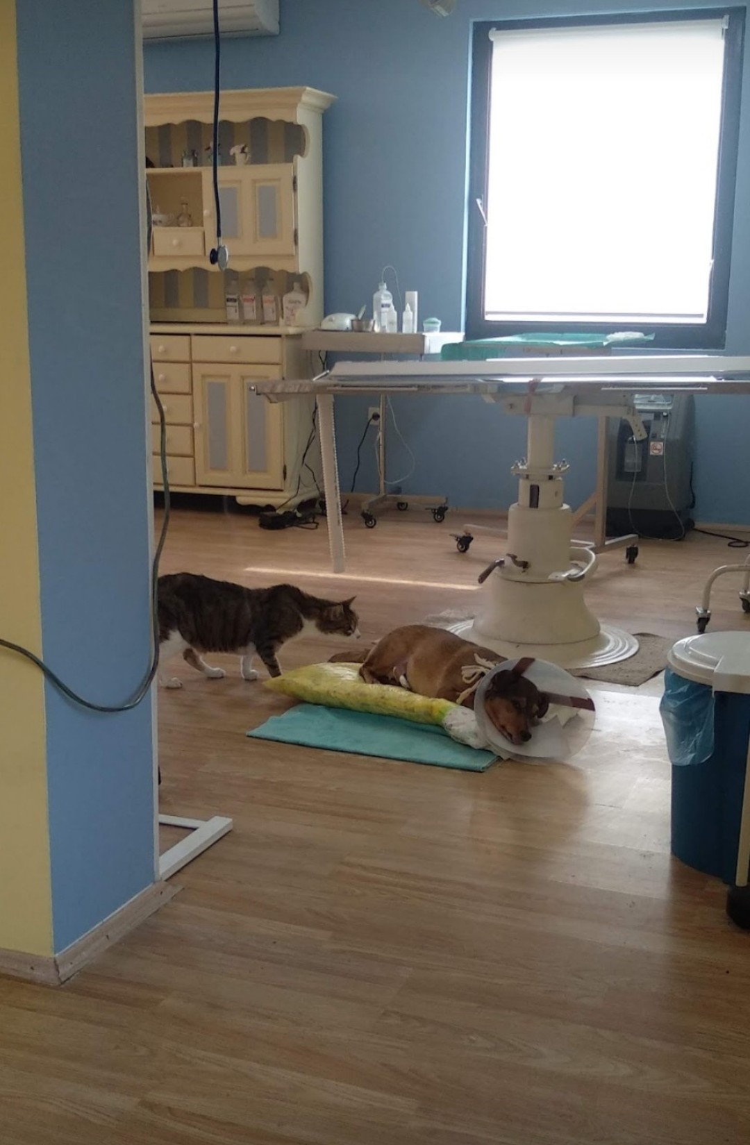 meowoof_01